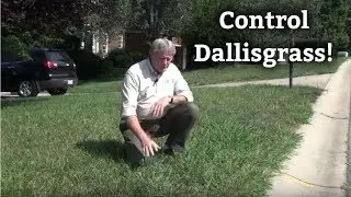 Dallisgrass Lawn Weed - Expert Lawn Care Tips