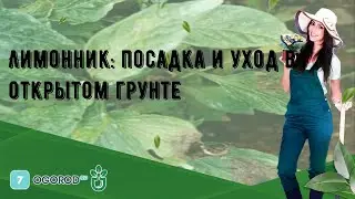 Лимонник: посадка и уход в открытом грунте