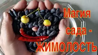 Самые КРУПНЫЕ СОРТА ЖИМОЛОСТИ! ТопСад.