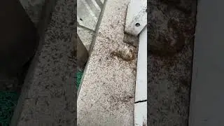 The ants were dismantled for spare parts