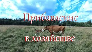 Просто влог. Жизнь на хуторе.