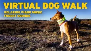 [NO ADS] TV for Dogs 🌲 Dog Walking in the Forest with Nature Sounds 🐕 Relaxing Music for Dogs