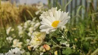 No Copyright Flower Background Video _ Free Video _ Flower Video No Copyright