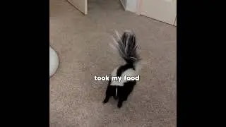 SKUNK SCOOT