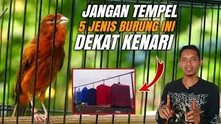 5 Jenis burung yang tidak bagus di dekatkan dengan KENARI‼️