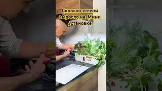 Мини установка  Зелени  на кухне. Гидропоника  Дома