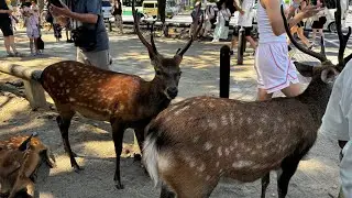 OH DAMING DEER LIVE! #nara # japan