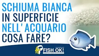 Schiuma bianca in superficie nell'acquario - Pillole di Acquariologia Fish Ok!