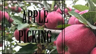 APPLE PICKING AT MELICK’S FARM || CALIFON- NJ