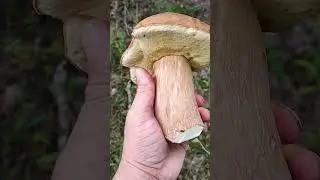 ЛЕС ПОРАДОВАЛ! НАШЛИ МНОГО БЕЛЫХ ГРИБОВ!