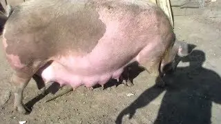 Свиноматка за пару часов перед опоросом,поведение супоросной свиньи.