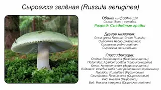 Сыроежка зелёная (Russula aeruginea)