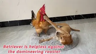 How does retriever react when rooster takes over its bed? The ending was so sweet!Lovely animals