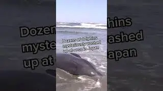 Dozens of dolphins mysteriously washed up on beaches in Japan | LX News