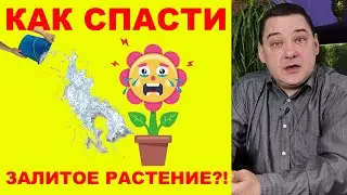 Как спасти залитое растение. Пошаговая инструкция