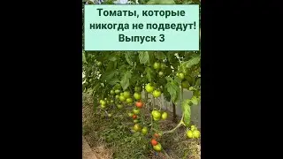 ТОМАТЫ, КОТОРЫЕ НИКОГДА НЕ ПОДВЕДУТ! ВЫПУСК 3