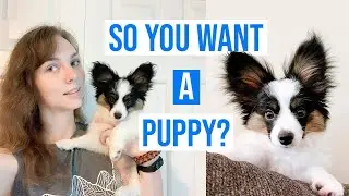 Top 5 Things I Wish I Knew Before Getting a Puppy // Percy The Papillon Dog