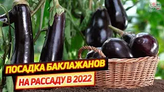 Посадка баклажанов на рассаду в 2022 году по лунному календарю