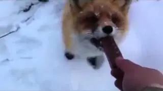 Лиса ест сникерс?  Fox eat Snickers?