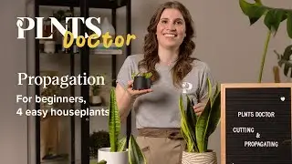 Plant propagation for beginners - 4 easy houseplants | PLNTSdoctor S1E1