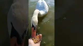Белый лебедь ест с руки. Дикие птицы. Утки.