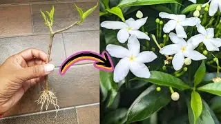 How To Grow Jasmine Plant From Cutting|| Mogra Flower cutting | Growing Jasmine from cutting #mogra