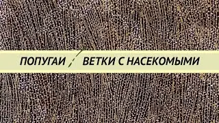 Попугайчик съел мошку или тлю, опасно ли это? Надо ли убирать насекомых с веток и трав для попугаев?