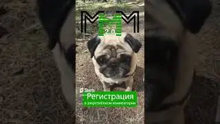 #МММплатит мопсу деньги на вкусняшки! Я доверяю #мавроди