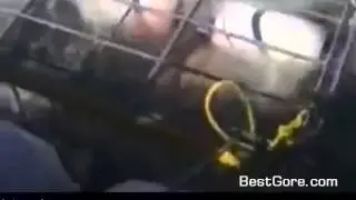 Great White Shark Breaks Into Cage with Divers _ B