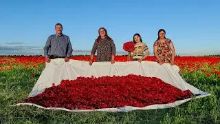 We Collected Poppies All Day And Made Delicious Jam From Their Petals!