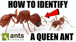 How To Identify a Queen Ant