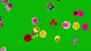 Various Flower Falling in Blue & Green Screen - Free to use - No Copyright  HD