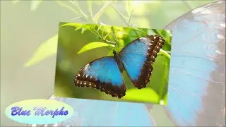 Top 10 Most Beautiful Butterflies in the World