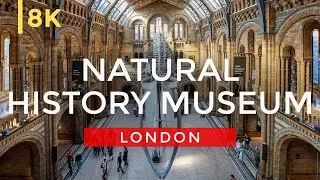 Inside the Stunning Natural History Museum of London in 8K