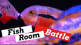 Full Fish Room Update *the GOOD, the BAD and the UGLY!