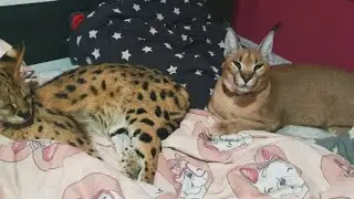 Floppa Skitti vs Sogga Lola : Caracal vs Serval