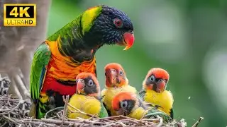 Artistic Expressions Of Young Animal Delight With Relaxing Music, Baby Animals 4K (60FPS)