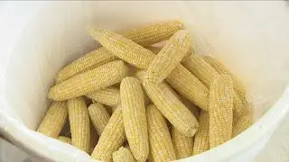 Eden Corn Festival is back, celebrating 60 years