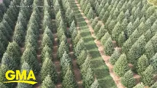 Christmas tree shortage hits parts of US