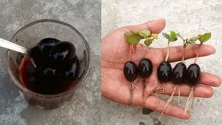 How To Grow Grapes Tree From Grapes At Home 🍇 Growing Grapes Tree