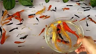 Halfmoon Betta Fish Molly Redtail Catfish Guppy Guppies Carp Carps Goldfish Cute baby animals Videos