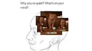 I go meow / Why you so quiet meme | I go meow cat meme