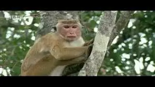 Best of Funny talking animals - BBC