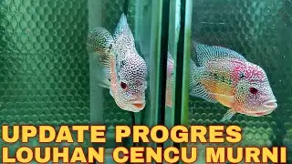 Update Progres Ikan LOUHAN CENCU MURNI HS 013 By Harco Farm Louhan TERBAIK