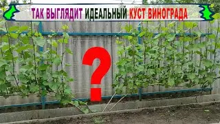 🍇 Даже не думай формировать ВИНОГРАД иначе. Идеальная ФОРМИРОВКА УРОЖАЙНОГО КУСТА  для укрывной зоны