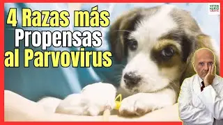 🔴 LAS 4 RAZAS DE PERROS MÁS PROPENSAS AL PARVOVIRUS 🔴