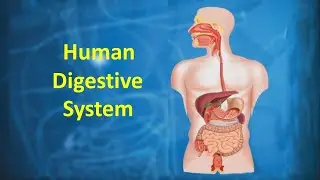 Human Digestive System