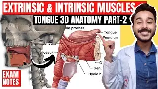 Tongue Muscles Anatomy | extrinsic muscles of tongue anatomy | intrinsic muscles of tongue anatomy