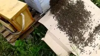 Подсадка роя, который улител из улья