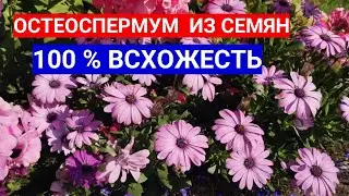 НЕ ГАДАЙТЕ, СЕЙТЕ РОМАШКУ ОСТЕОСПЕРМУМ НА РАССАДУ! КАК ВЫРАСТИТЬ ОСТЕОСПЕРМУМ ИЗ СЕМЯН